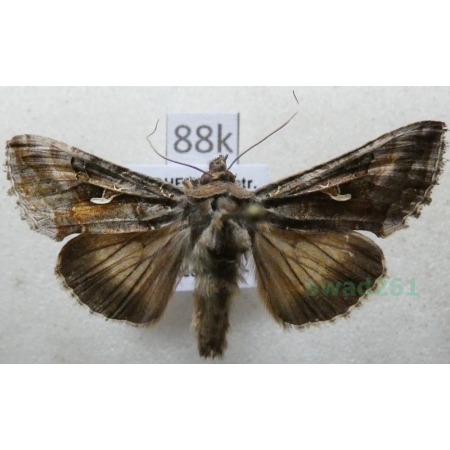 Autographa gamma (Linnaeus, 1758) Błyszczka jarzynówka Czech88k